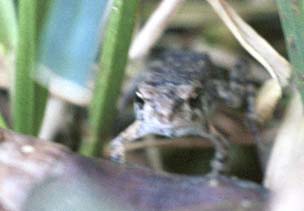 A peeking Fowler's toad