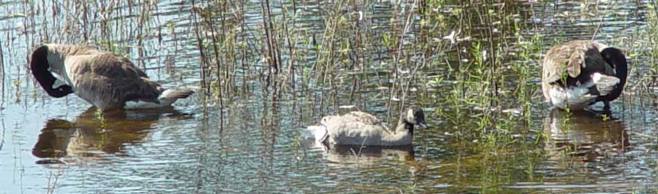 Adolescent Canada goose paddling between parents