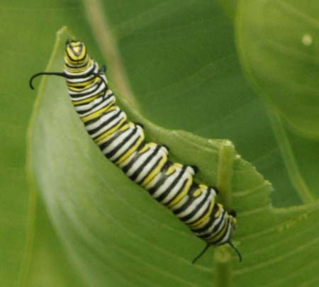Monarch caterpillar enjoying milkweed