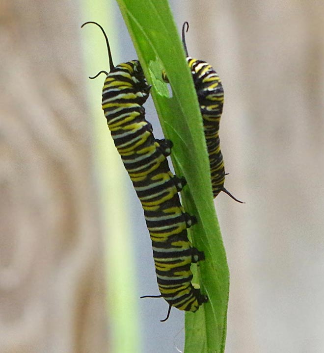 Two monarch caterpillars on a swamp milkweed leaf