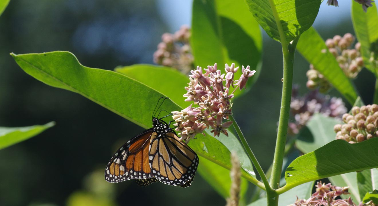 Adult monarch feeding at common milkweed