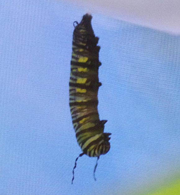 Monarch caterpillar to chrysalis