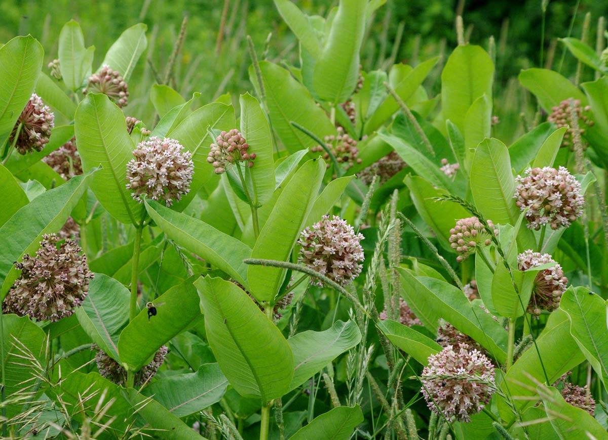 Common milkweed scene