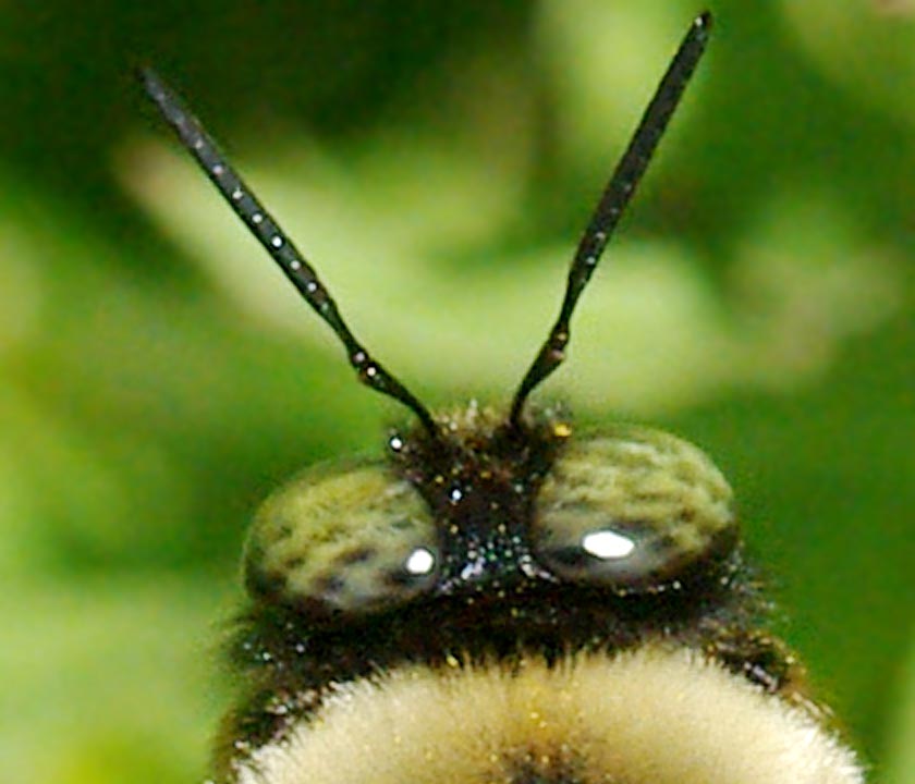 Detail of bumblebee eye reflection