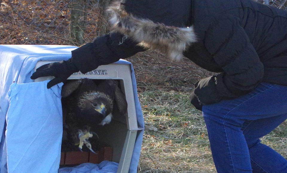 Mercury, the golden eagle, leaving the crate