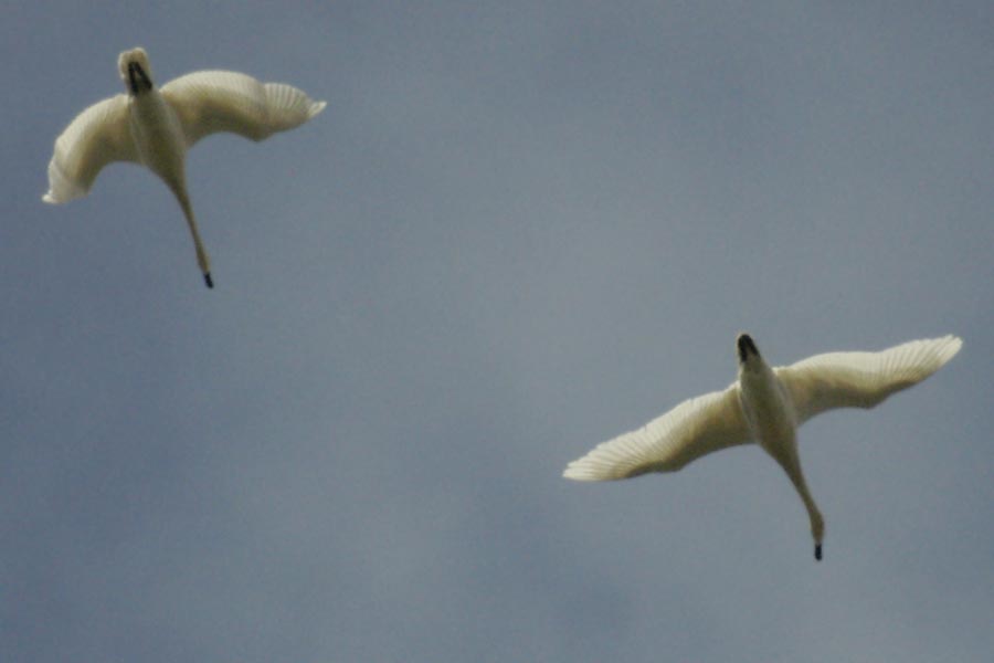 Tundra swans overhead
