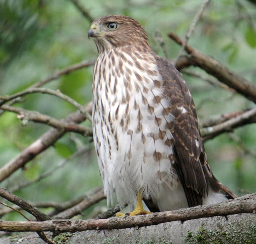 Immature Cooper's hawk patiently sitting