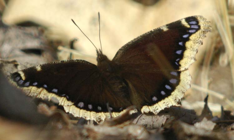 Butterfly mourning cloak