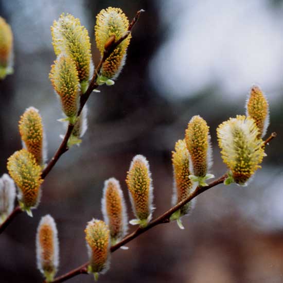 Pussy willow catkins in bloom