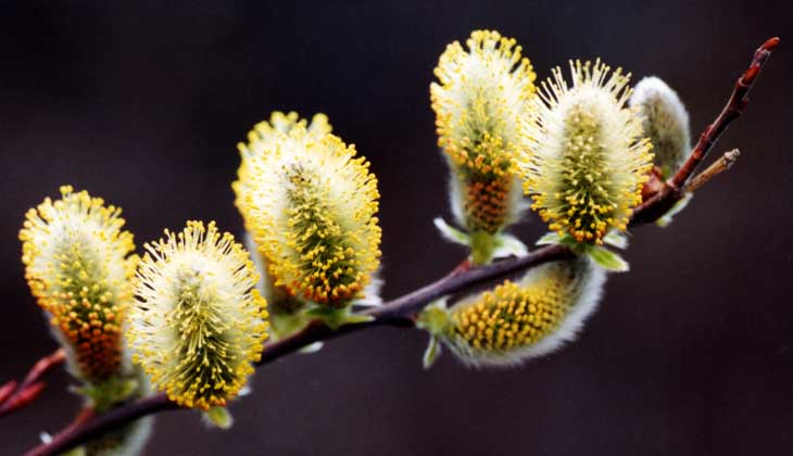 Pussy willow catkin bloom macro