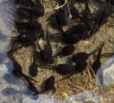Young tadpoles