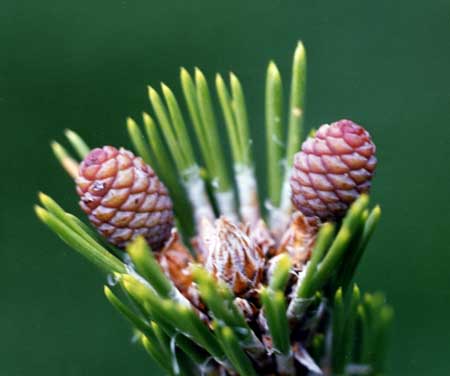 Baby pinecones