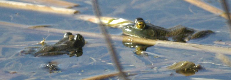 Two bullfrogs staring at each other