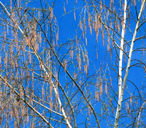 Female white birch catkin in all its glory