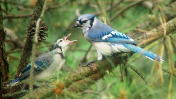 Blue jay fledgling wanting more