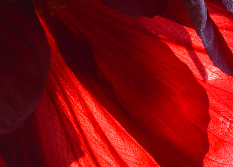Hibiscus petal detail