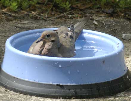 Mourning dove in blue bowl