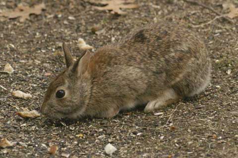 Eastern cottontail nibbling