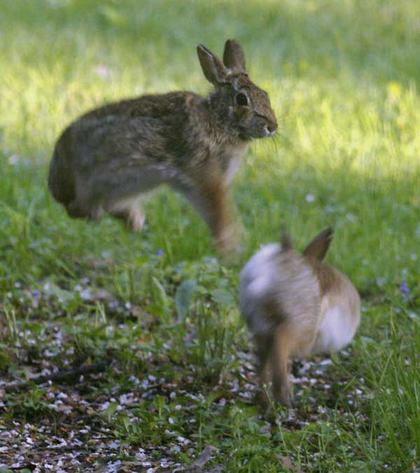 Bunny hop