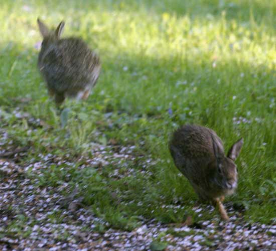 Cottontails charging past each other