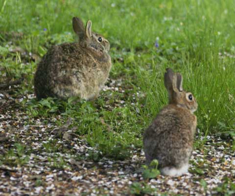 Leaping cottontails