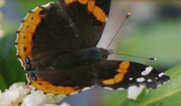 Red Admiral in flight
