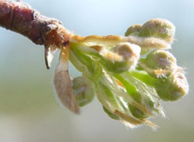 Opening Callery pear bud