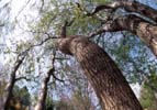 A frenzied corkscrew willow