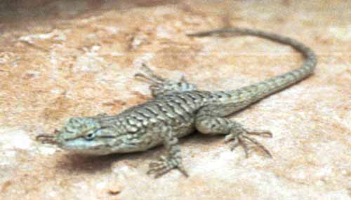 A northern plateau lizard, along the top of the trail