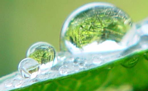Multiple dewdrops on a leaf