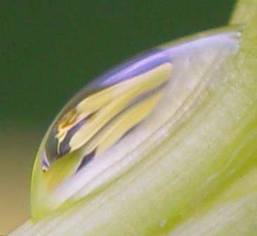 Dewdrop on a tiger lily