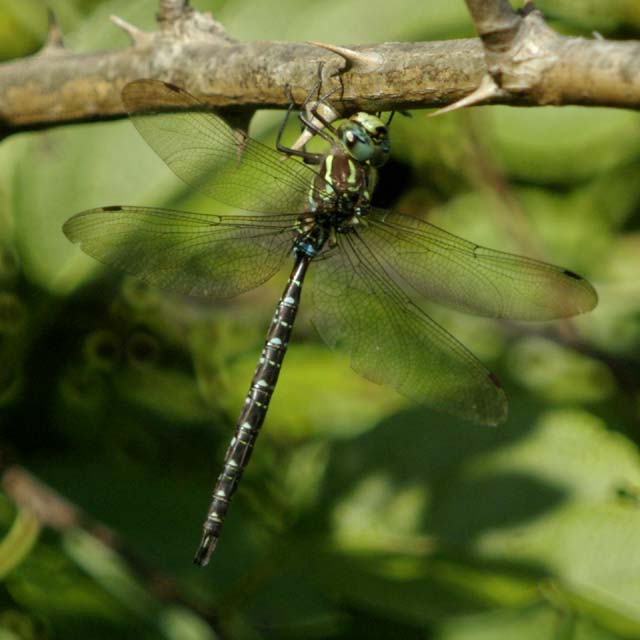 Dragonfly, perhaps a darner