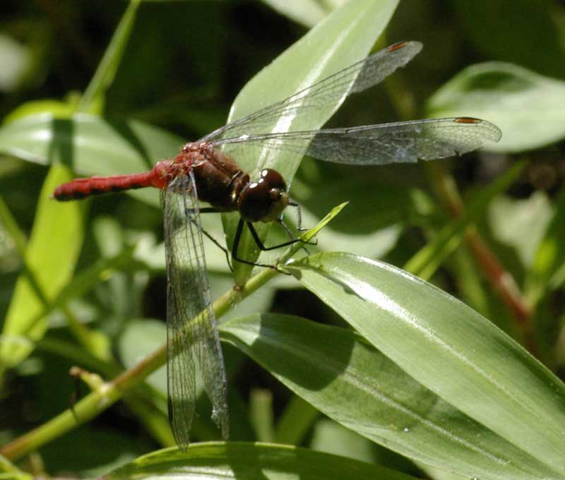 Red dragonfly, probably a meadowhawk