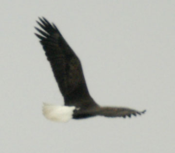 Bald eagle V, or dihedral