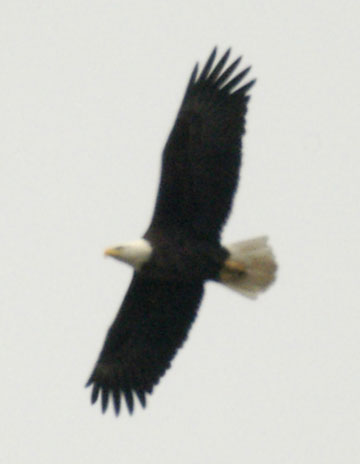 Bald eagle classic soar