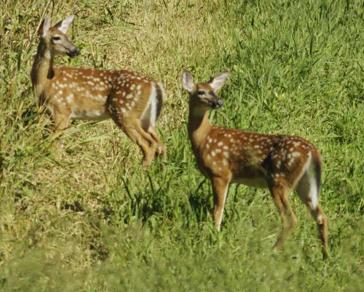 Two white-tailed fawns