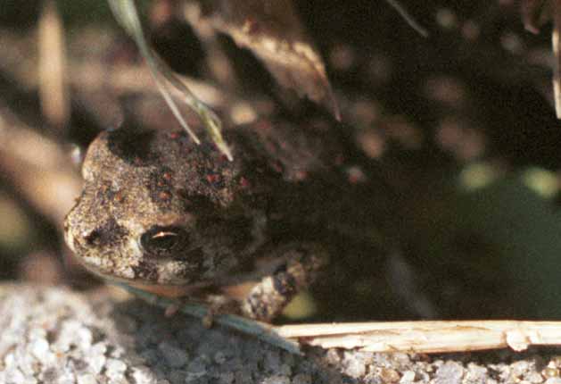 Face of a baby toad