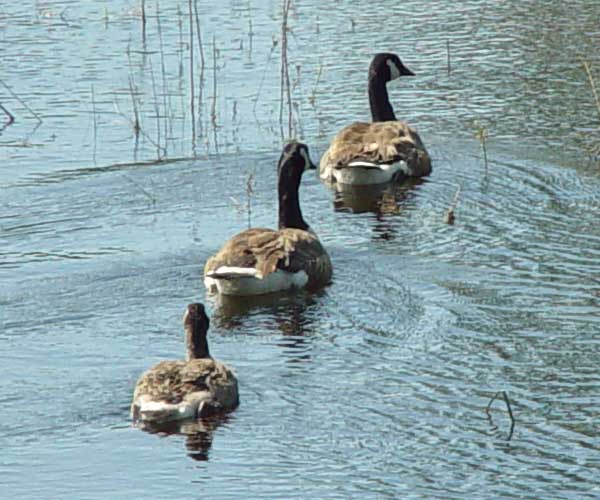 Adolescent Canada goose and family