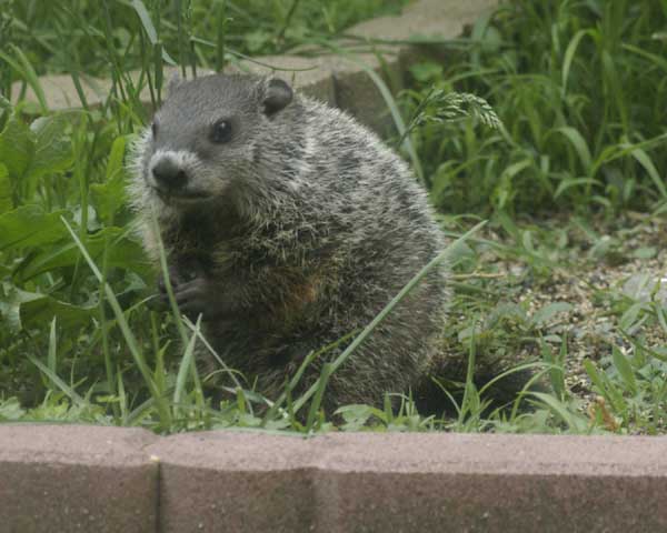 Baby groundhog pausing for breath