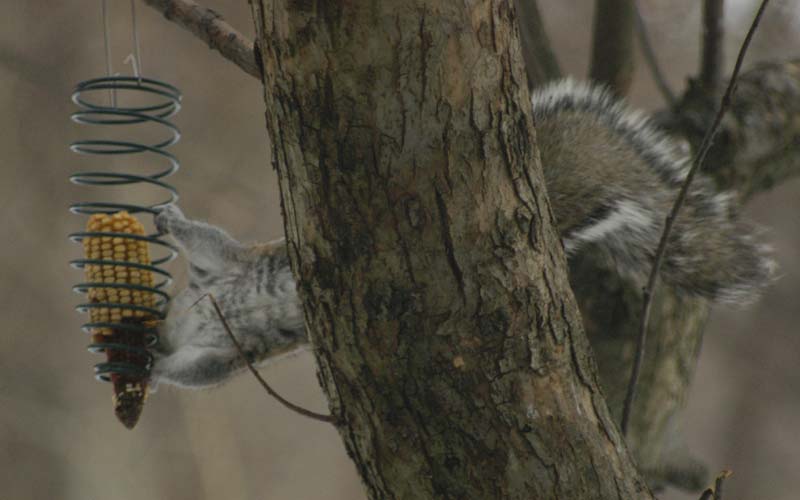 The gray squirrel horizontal stretch