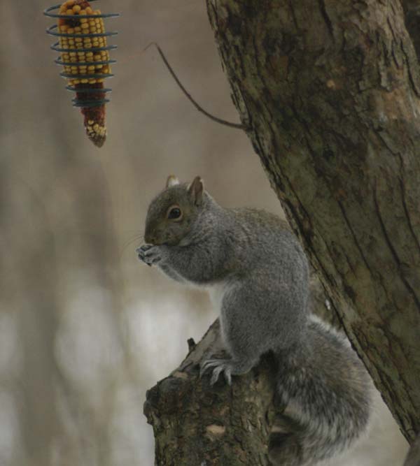 Gray squirrel after exercise