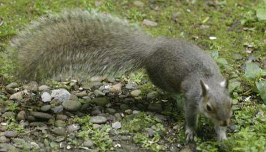 Gray squirrel and magnificent tail