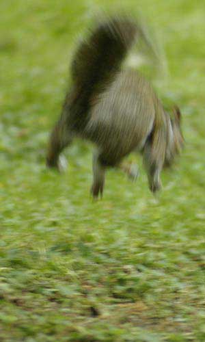 Gray squirrel leap