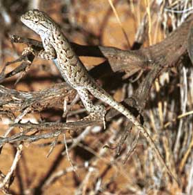 Northern plateau lizard