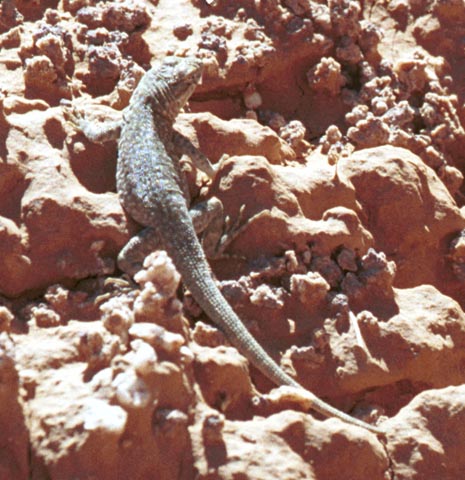 side-blotched lizard, 2