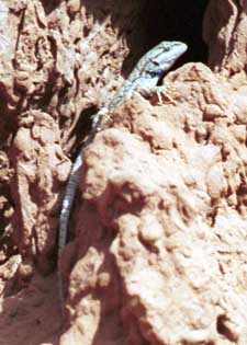 A northern plateau lizard