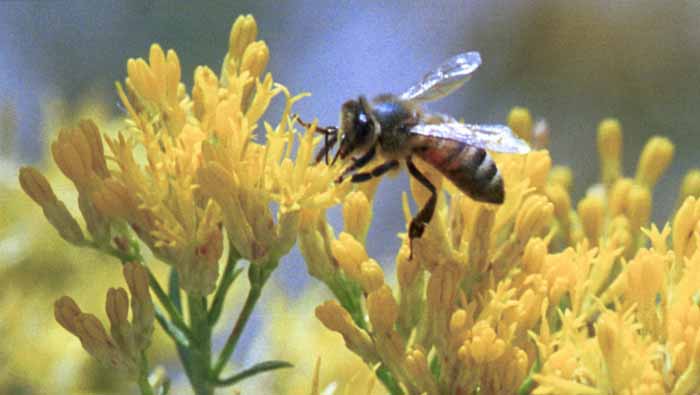 Bee working flowers