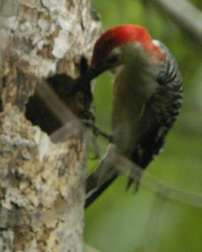 Red-bellied woodpecker examining a hole