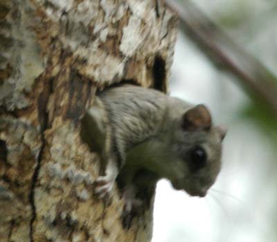 A peeking flying squirrel
