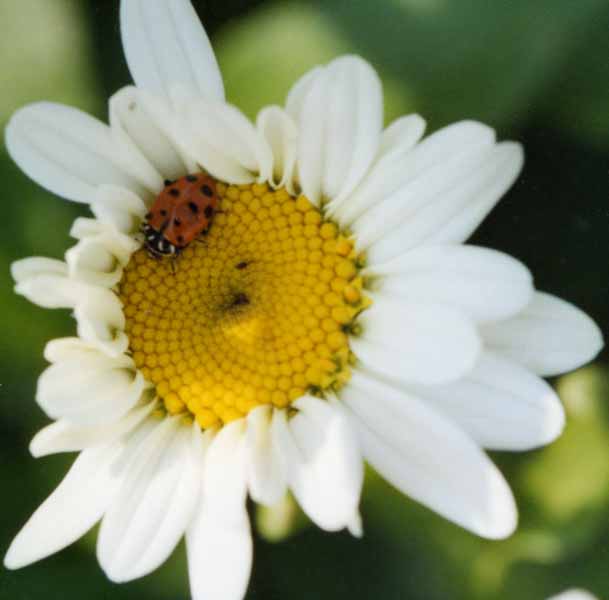 Ladybird dozing in daisy shade